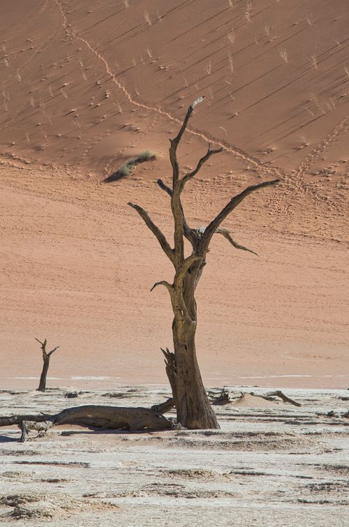 Free A lone dead tree against the red dunes of Sossusvlei, Namibia, showcasing nature's beauty. Stock Photo