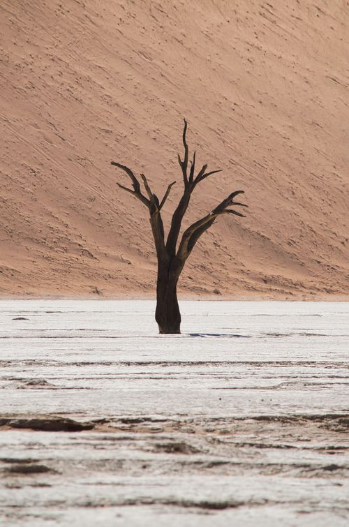 Free Silhouetted tree stands alone in Namibia's captivating Sossusvlei desert scene. Stock Photo