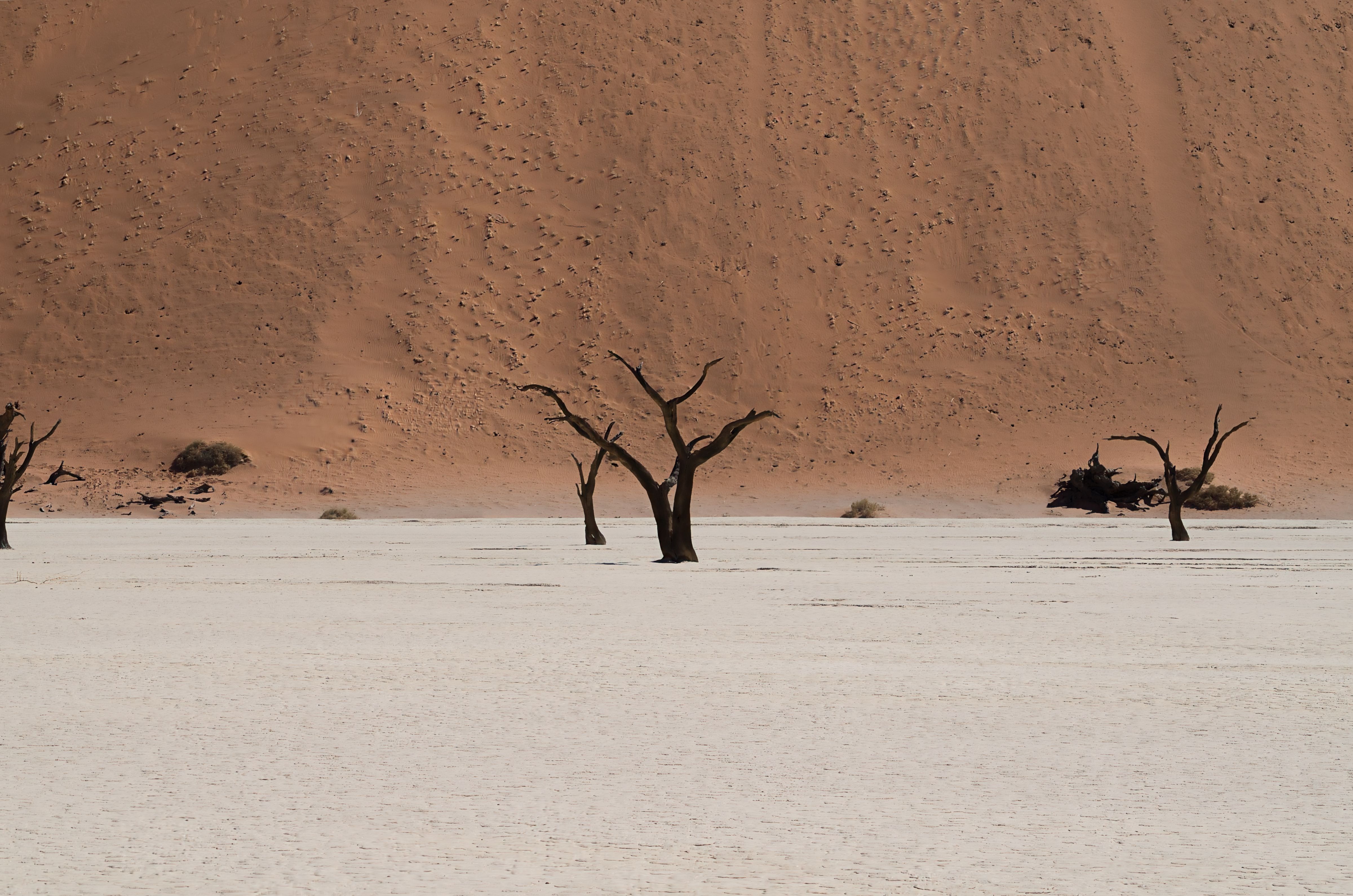 Stunning view of dead camel thorn trees at Sossusvlei with a towering dune backdrop.