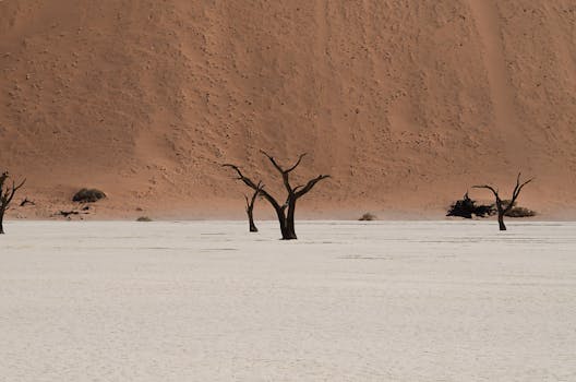 Stunning view of dead camel thorn trees at Sossusvlei with a towering dune backdrop.