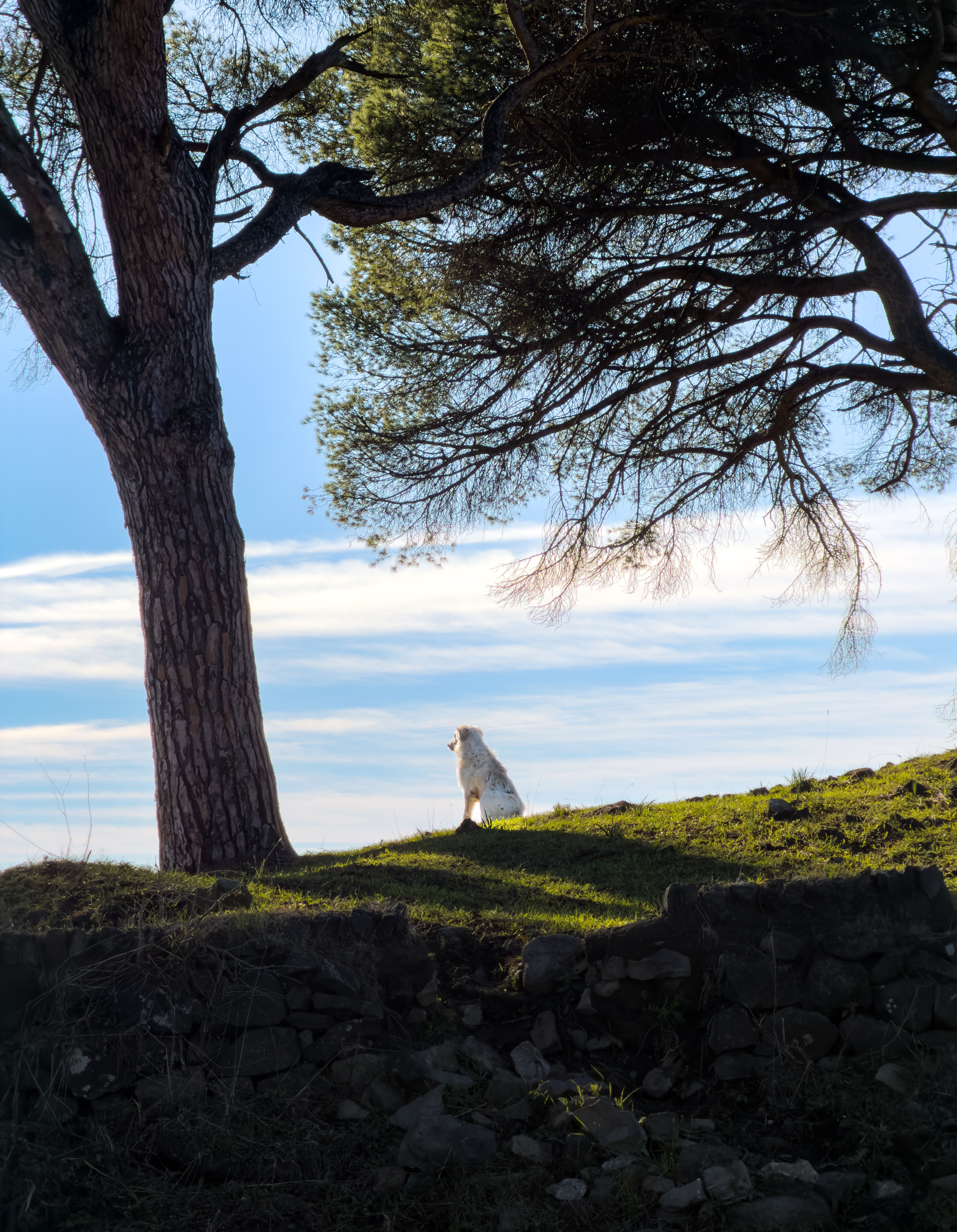 A white dog sits calmly under a tree in Rome, Italy, with scenic countryside views.