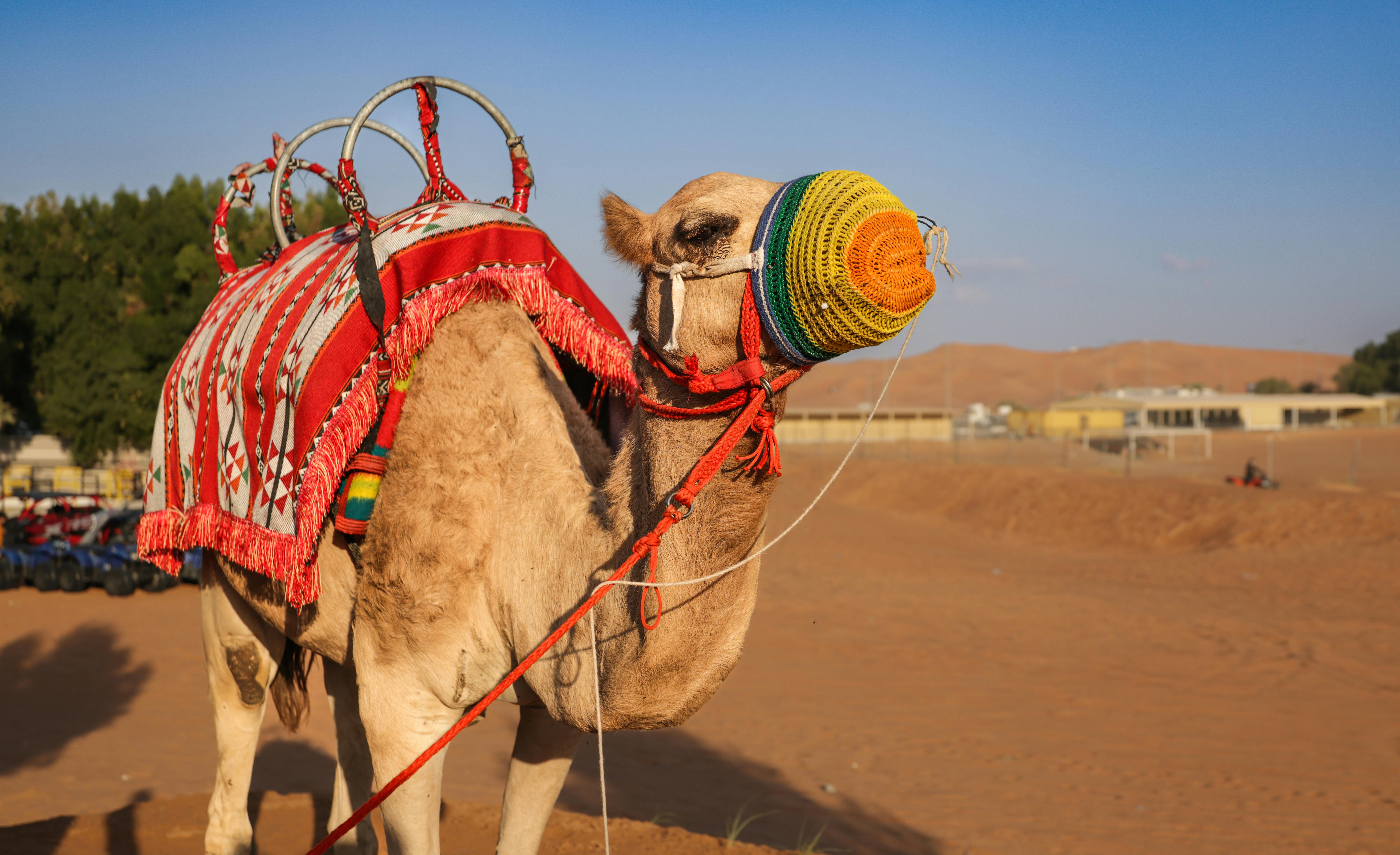 Top Safari Destinations for an Unforgettable Adventure