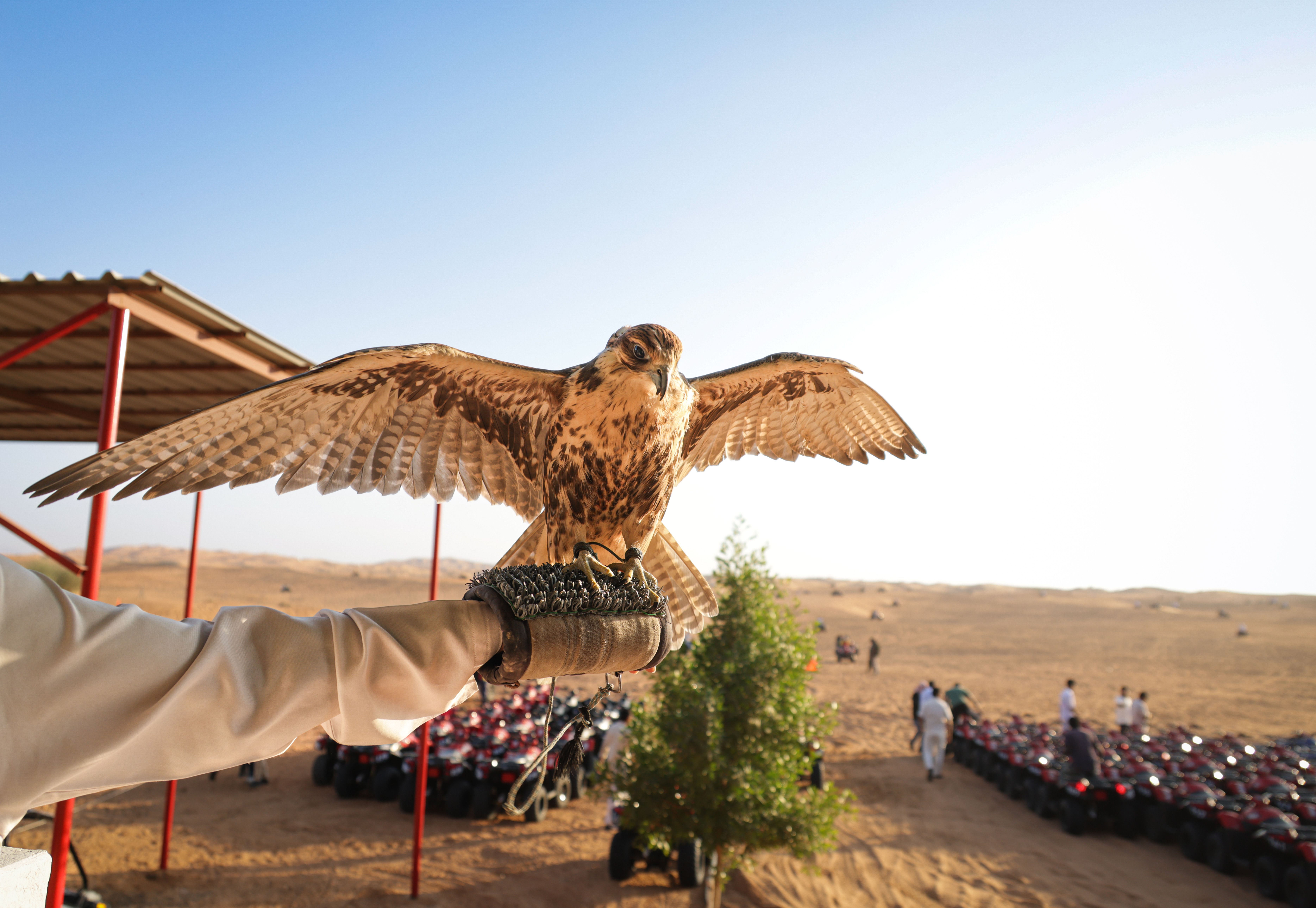 Falcon with spread wings perched on a falconer's gloved hand in the desert