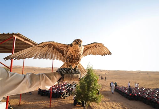A falcon perches majestically on a glove in a desert landscape during daylight.