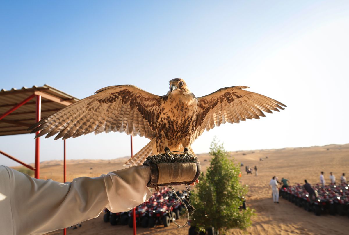 A saker falcon perched with wings fully spread on a gloved forearm, open desert plain behind it under a bright sky.