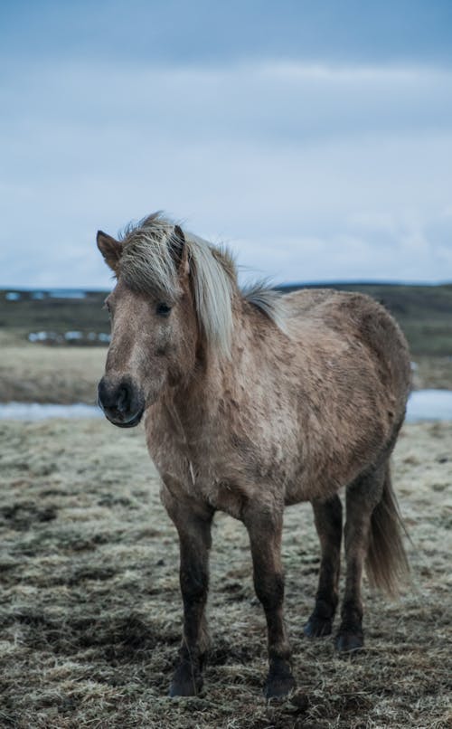Gratis lagerfoto af dyr, dyrefotografering, equus Lagerfoto