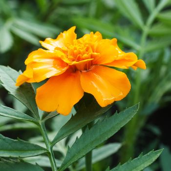 Zeaxanthin