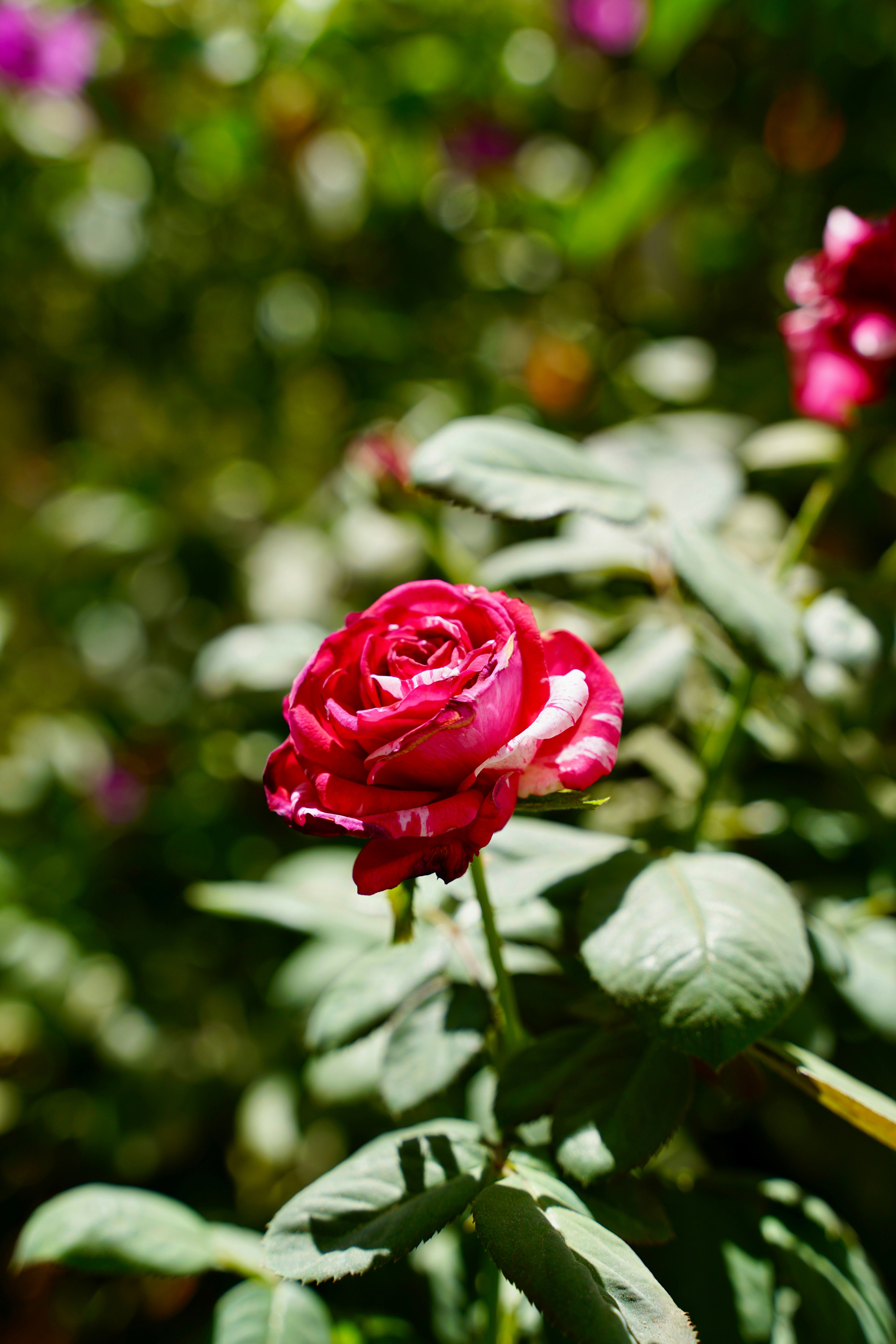 Vibrant Red Rose Bloom in Lush Garden Setting · Free Stock Photo