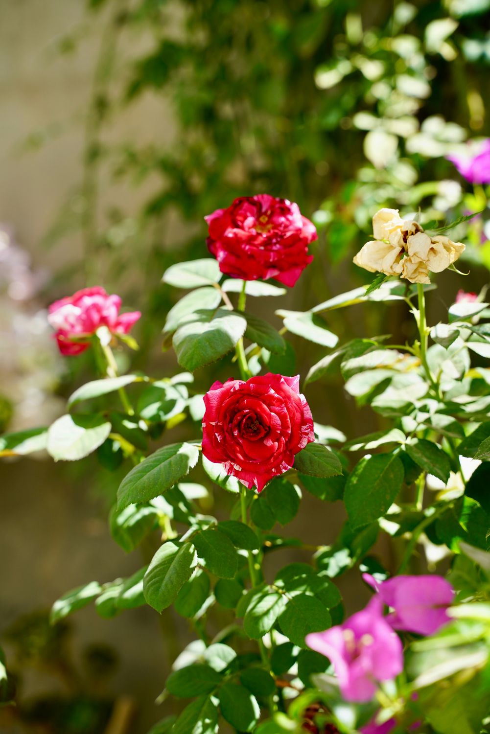 Sunlit Red Roses Vibrant Red Roses in a Sunlit Garden · Free Stock Photo