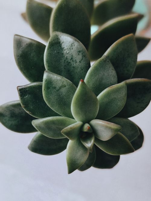 Free A vibrant succulent captured in detail, showcasing its lush green leaves. Stock Photo