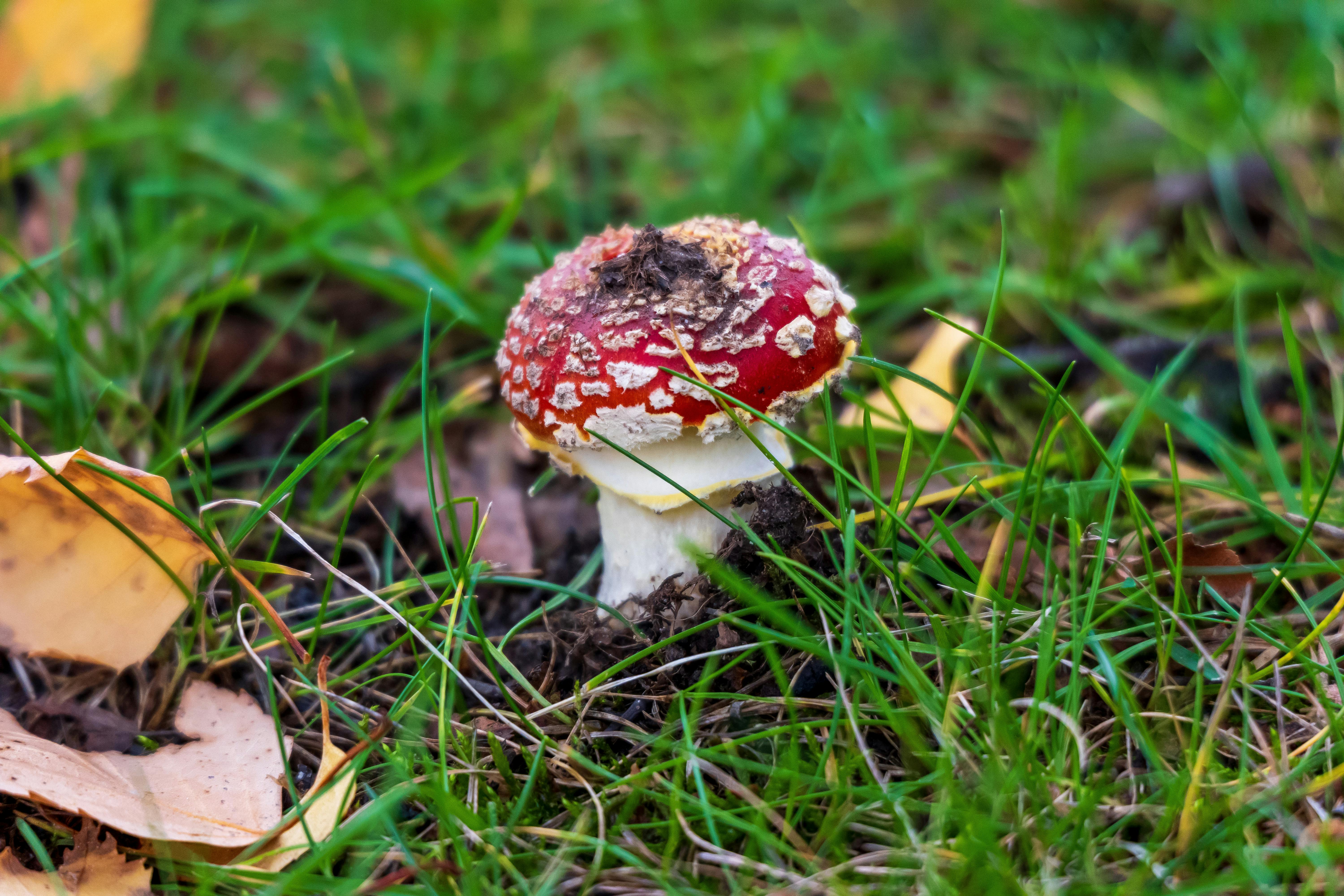 生活：本土首例球黴菌症 男疑因清潔貨櫃吸入感染