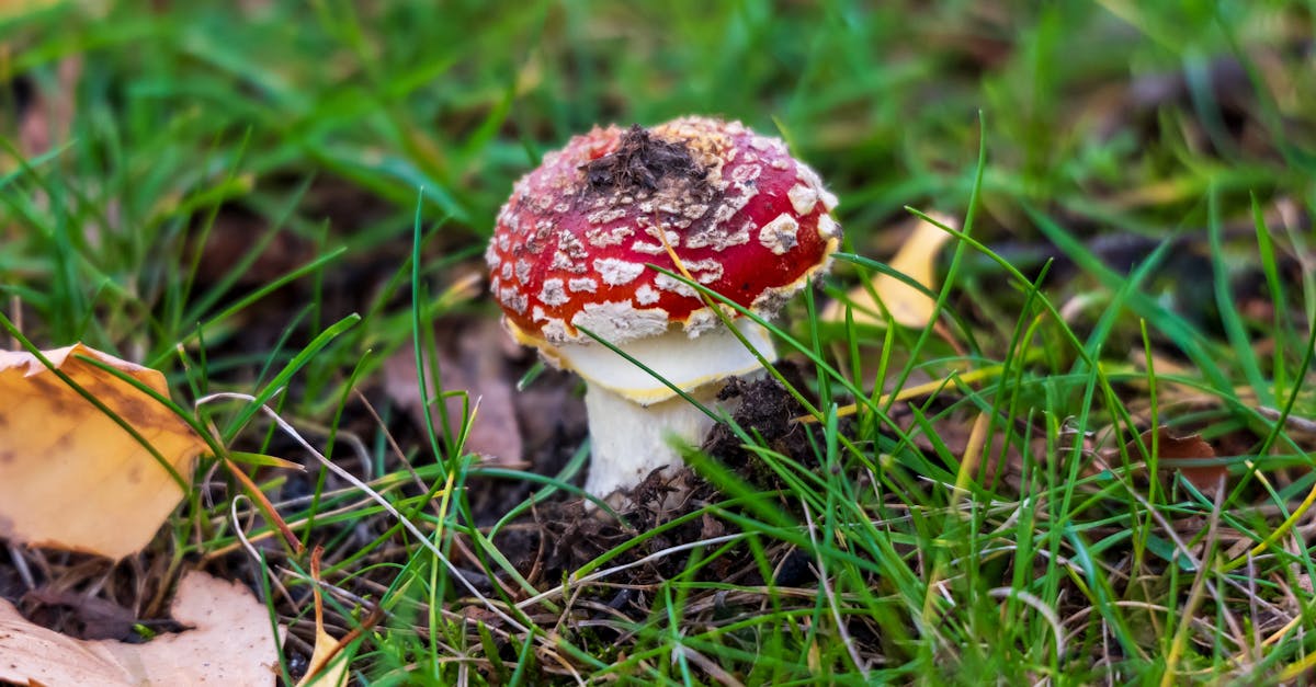 生活:本土首例球黴菌症 男疑因清潔貨櫃吸入感染