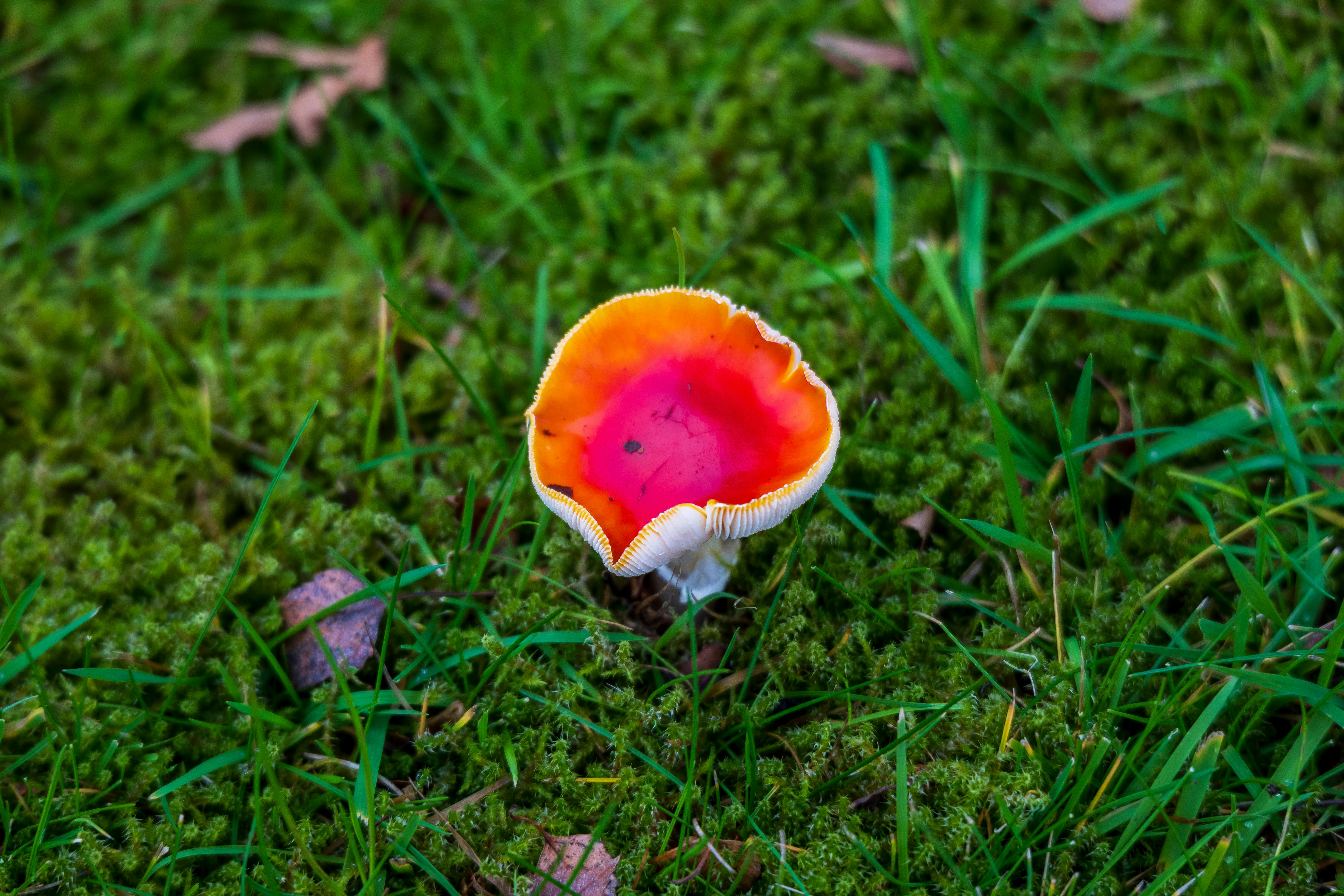 生活：本土首例球黴菌症 男疑因清潔貨櫃吸入感染