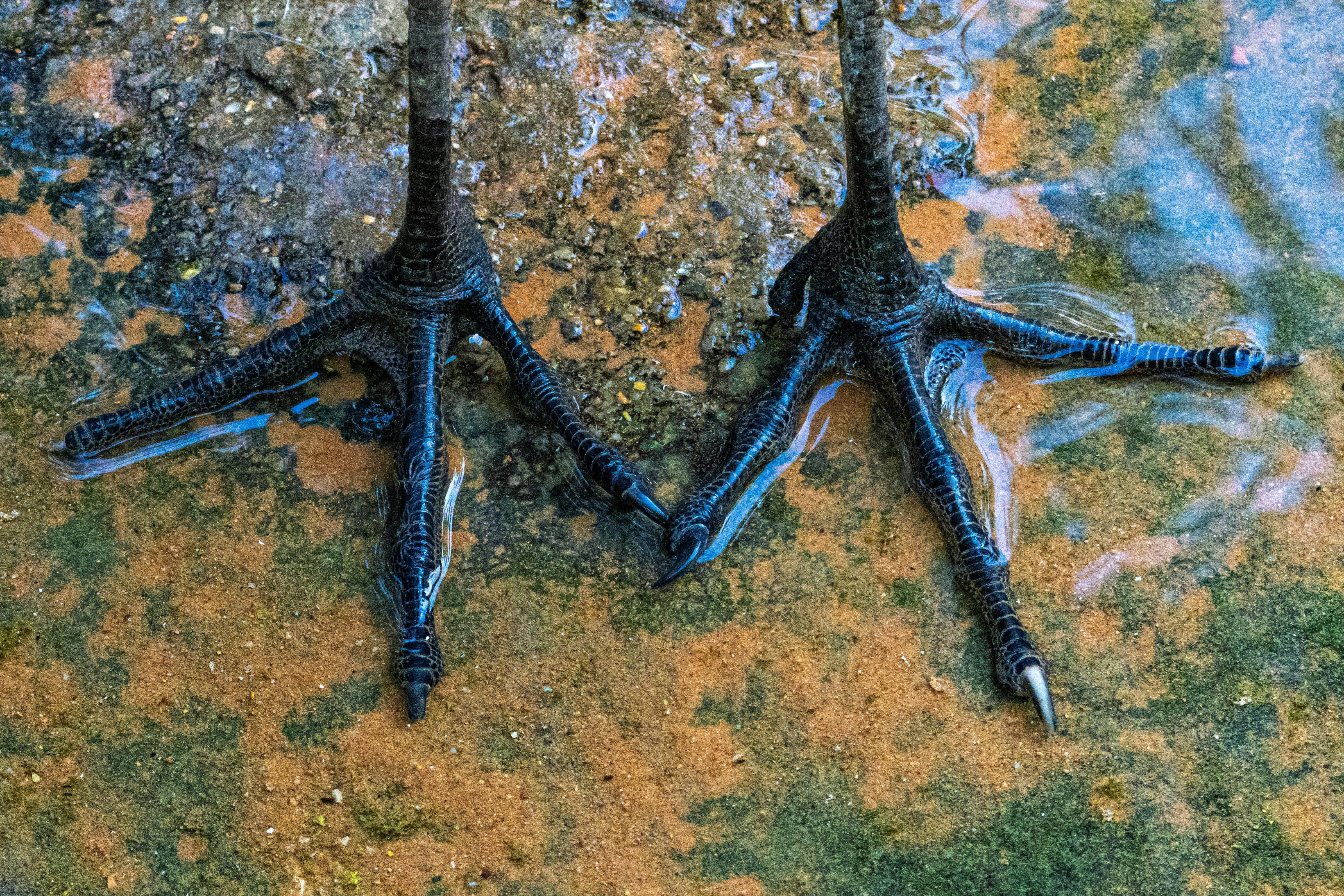 Gratuit Vue détaillée des pattes palmées noires d'un oiseau aquatique se tenant sur un sol humide et boueux. Photos