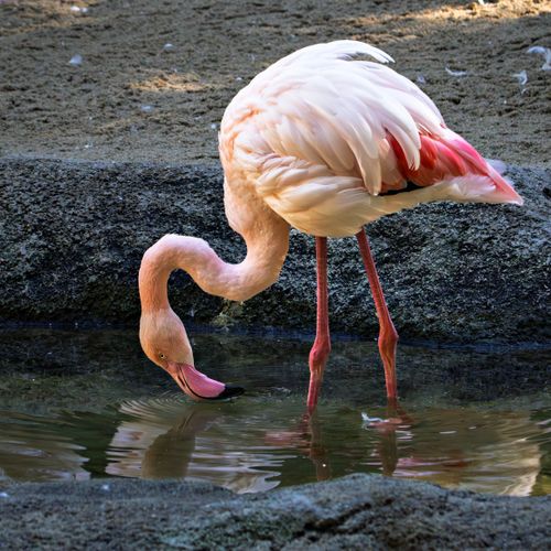 Free Pink flamingo gracefully drinking water from a small pond, showcasing its vibrant feathers in a serene outdoor setting. Stock Photo