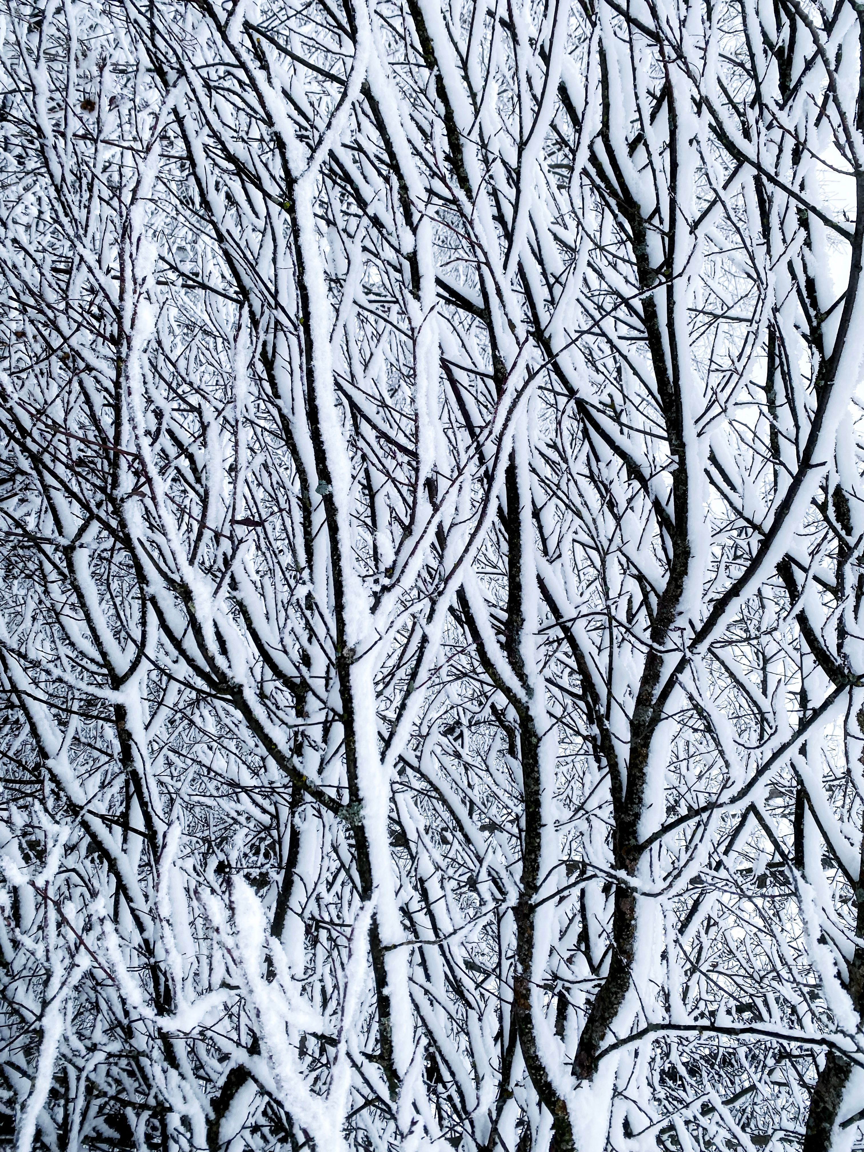 A serene winter scene with branches covered in snow, creating a snowy wonderland.