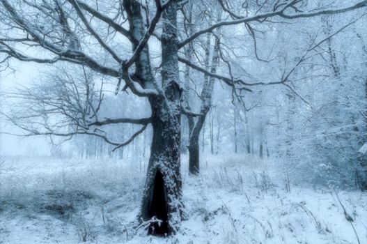 A serene winter forest with snow-covered trees, creating a magical atmosphere.