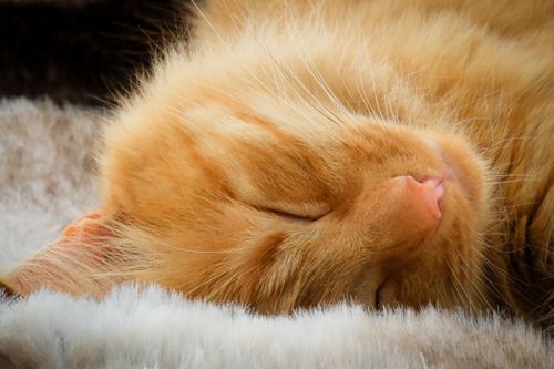 Free Adorable ginger cat peacefully sleeping on a soft blanket. Stock Photo