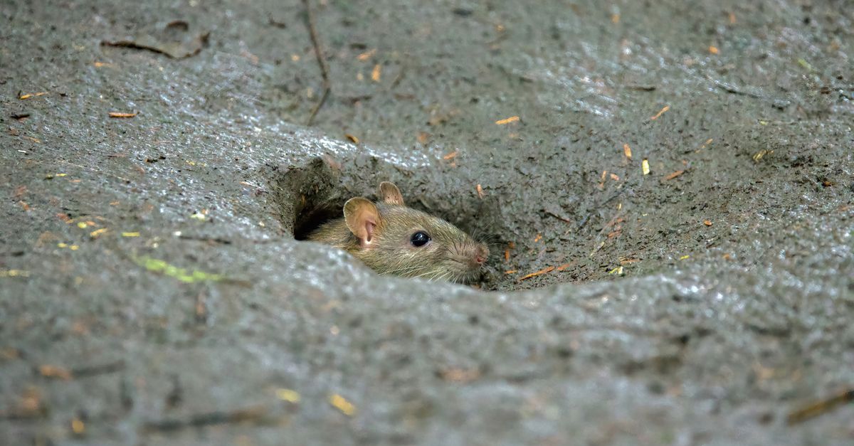 Burrows Compress Rat Peeking Out of Burrow in Natural Habitat · Free Stock Photo