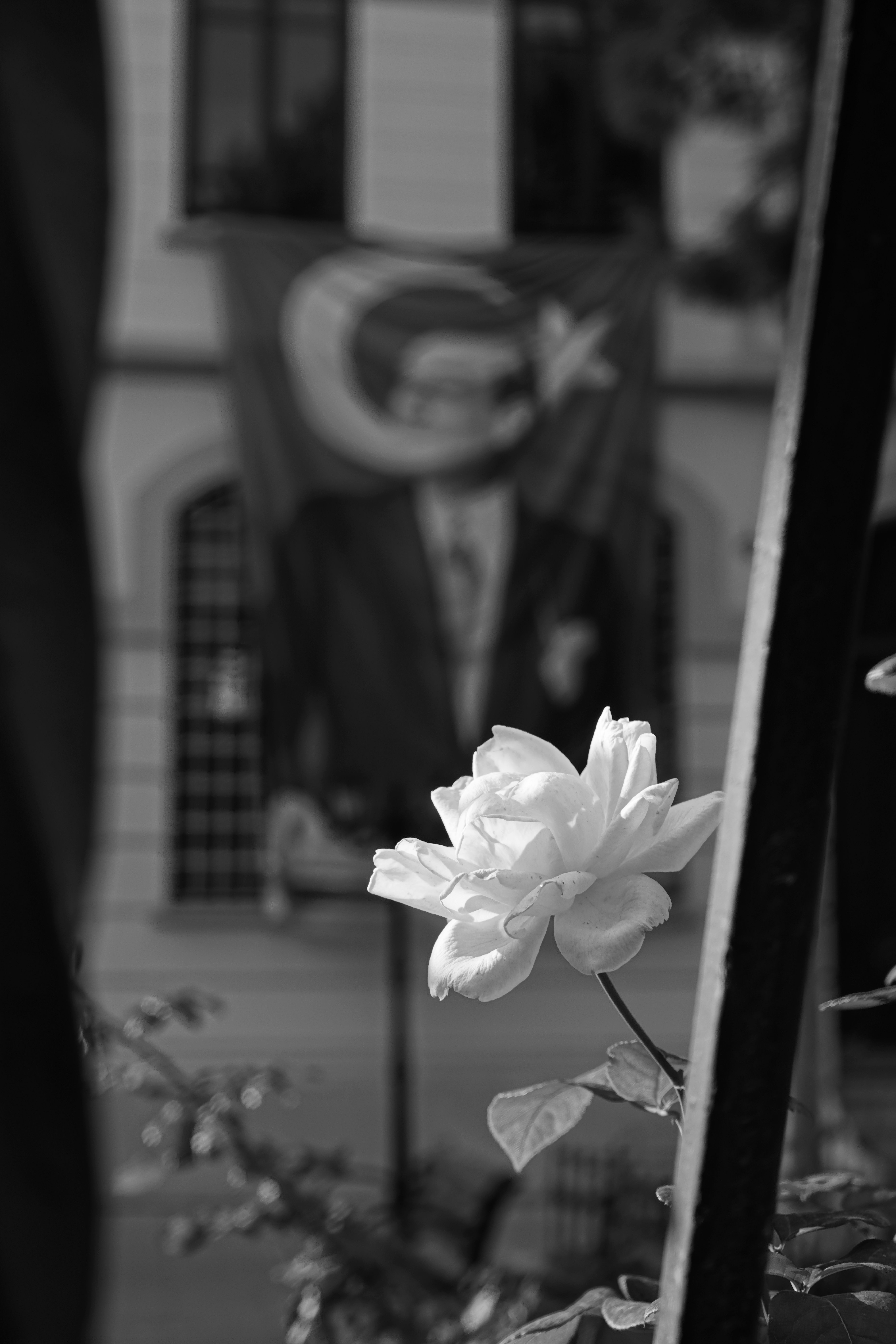 A black and white photo of a single white rose in focus with a blurred building and flag in the background.