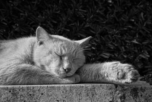 Free A serene black and white photo of a cat peacefully sleeping outdoors. Stock Photo