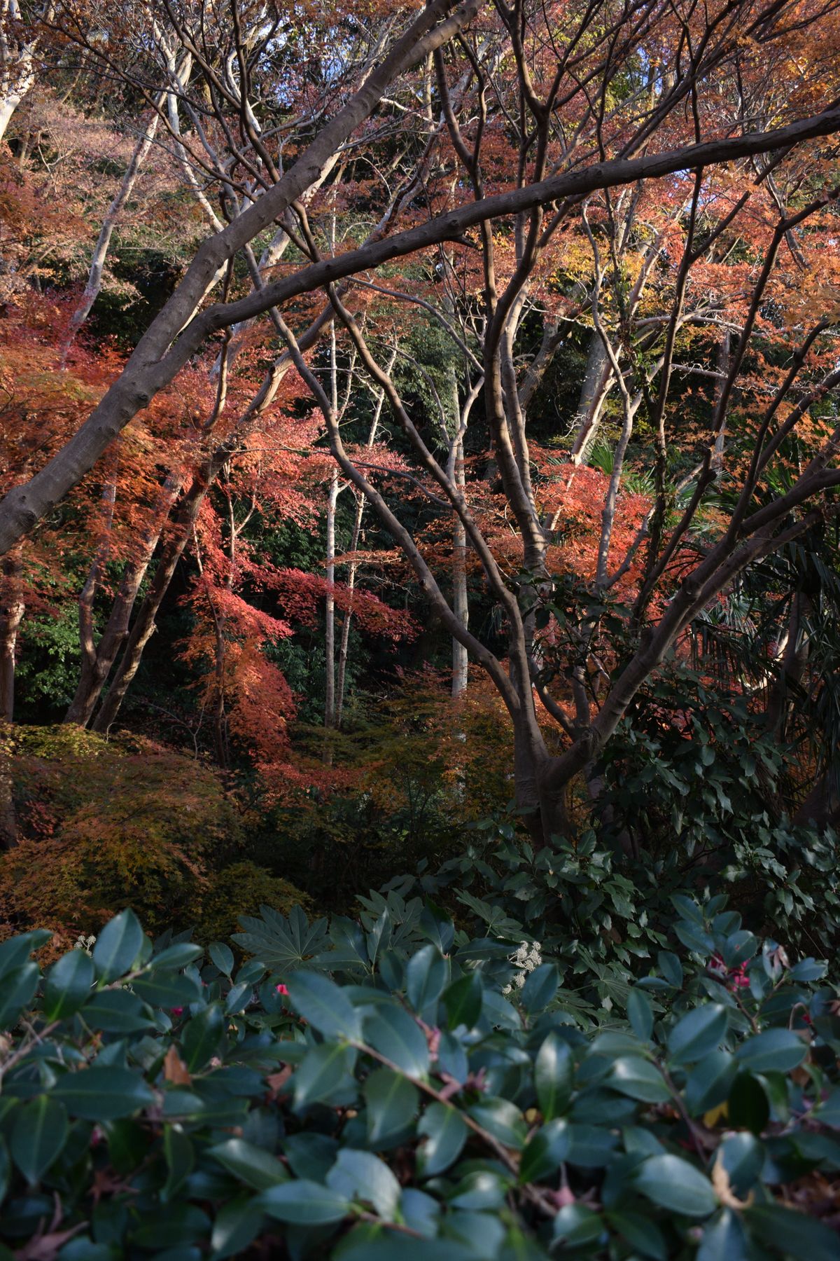Vibrant red and orange maple foliage in a Japanese forest in autumn