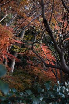 Vibrant autumn foliage with red and orange Japanese maples in Chiba forest during twilight.