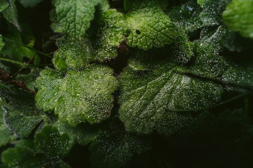 Free Close-up of dew-covered green leaves in a lush setting, highlighting vibrant colors and textures. Stock Photo