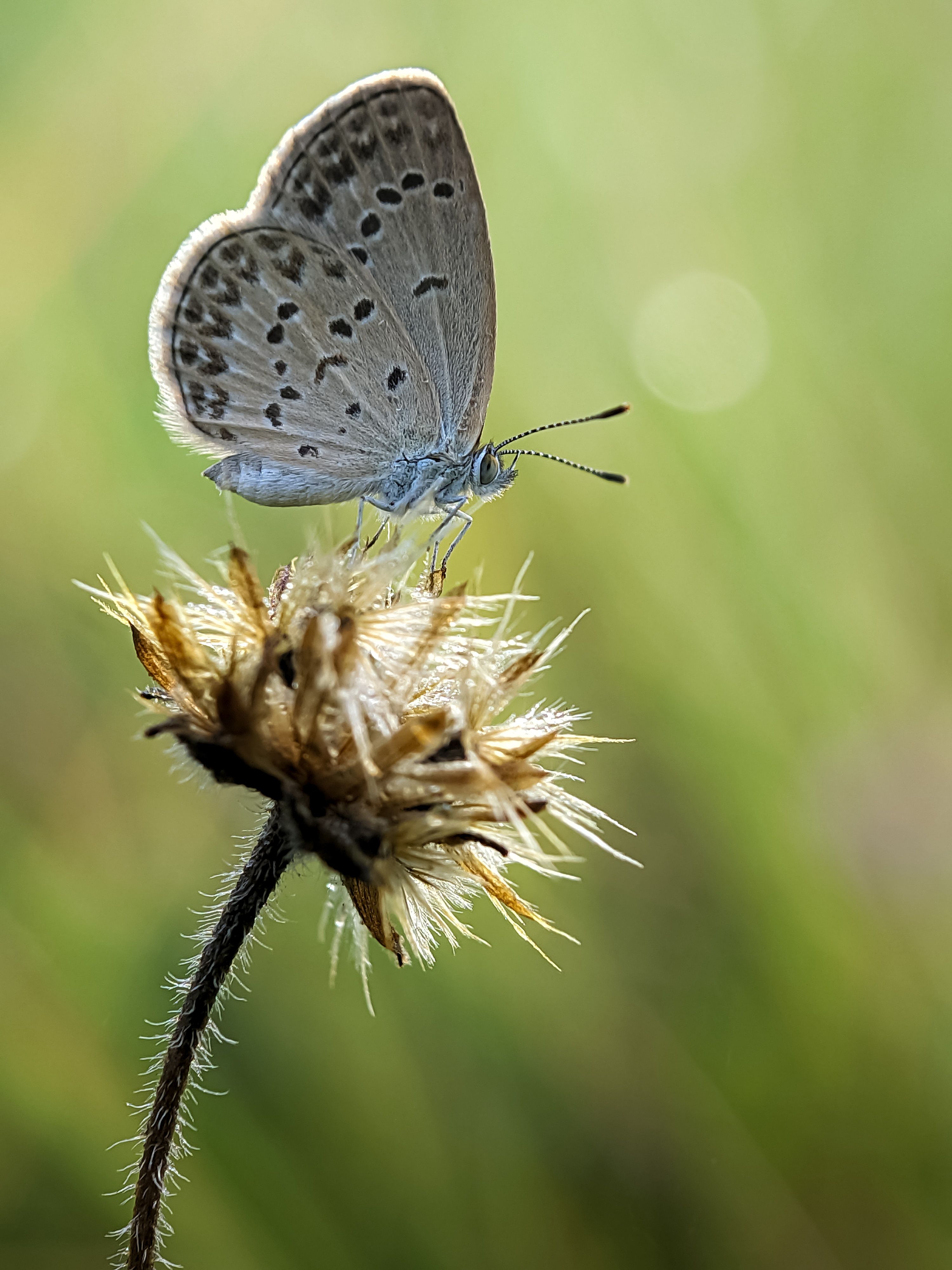 Close-up Capture of Butterfly on Flower · Free Stock Photo