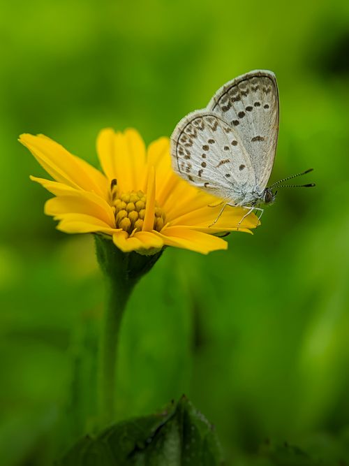 Free Close-up of a delicate butterfly resting on a vibrant yellow flower in nature. Stock Photo