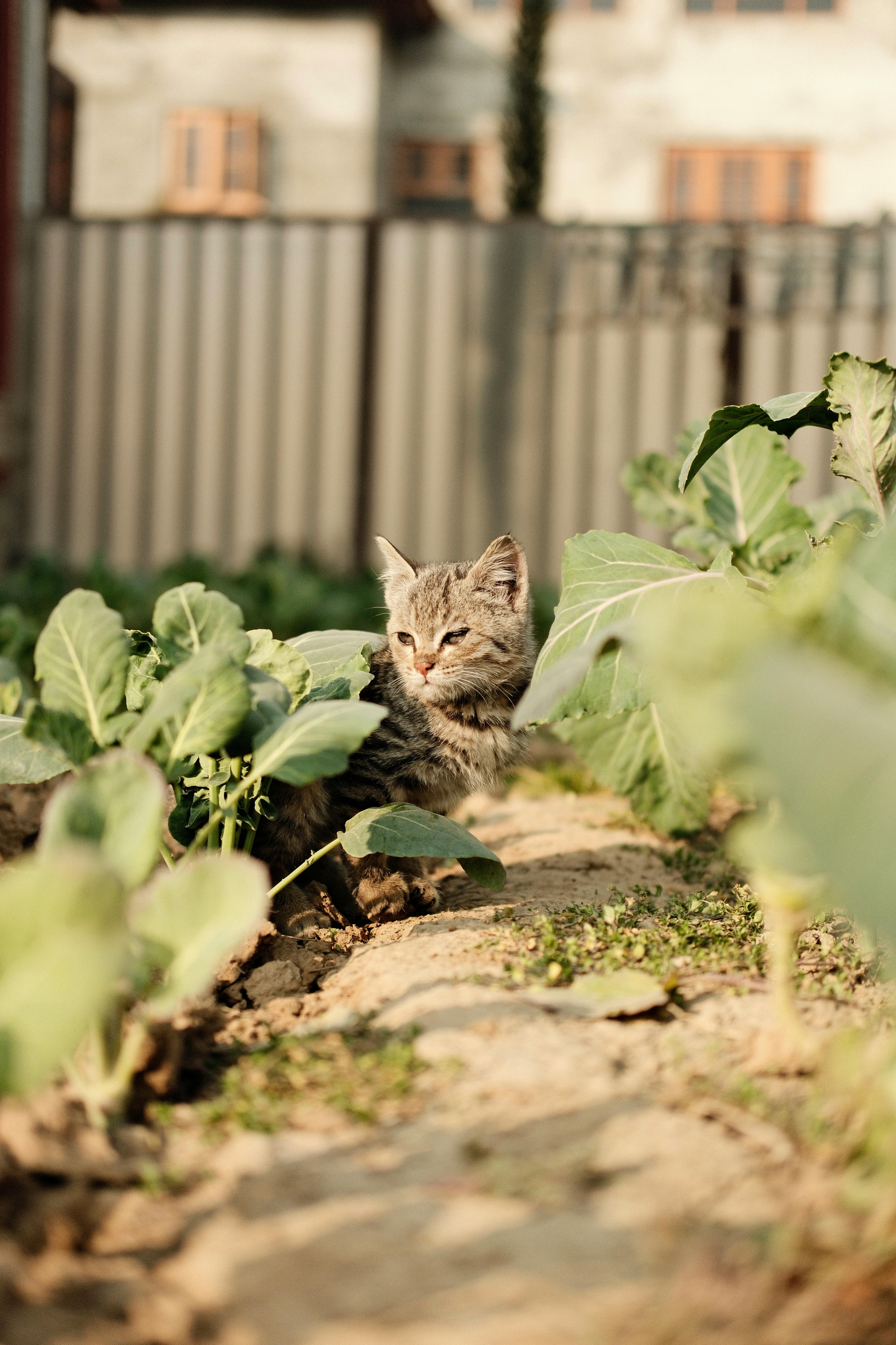 cat digging in raised garden bed