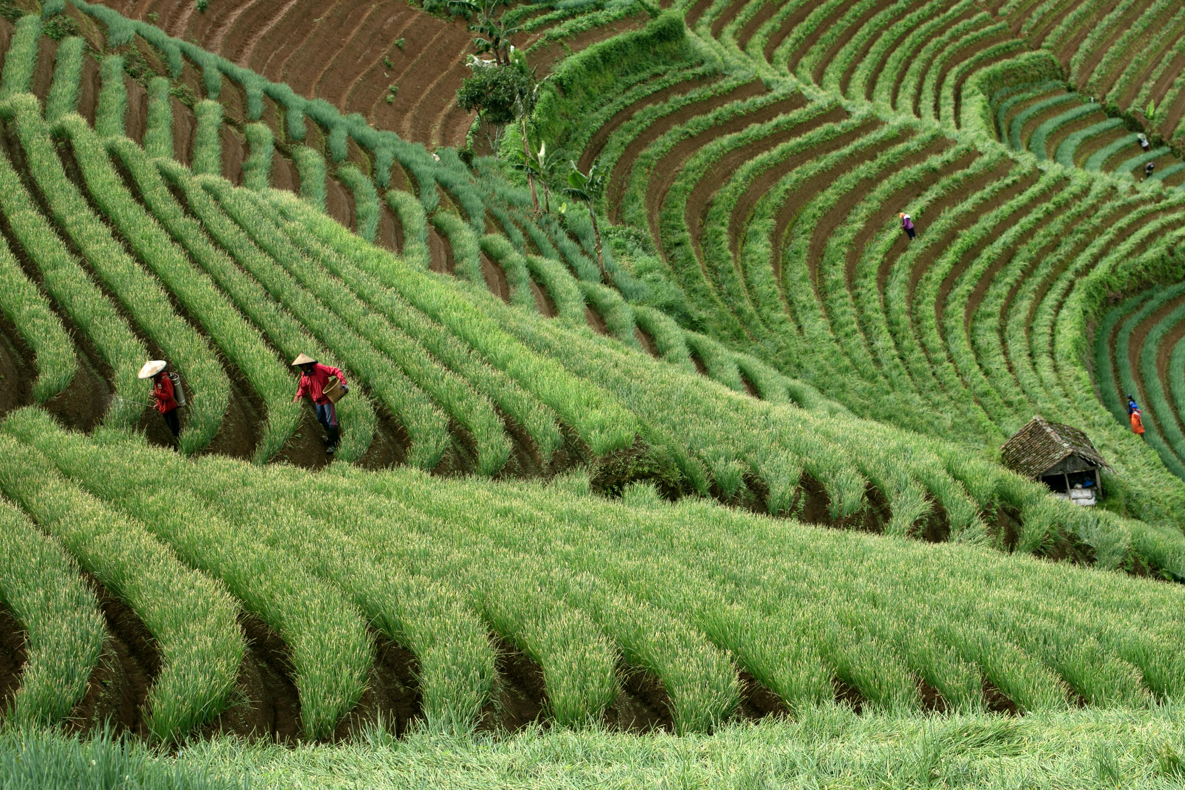 Year-end financial planning for farmers — Photo by Jeffry Surianto on Pexels