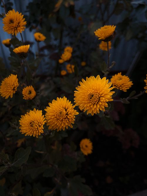 Free Close-up of bright yellow chrysanthemums against a dark background, showcasing vibrant petals. Stock Photo