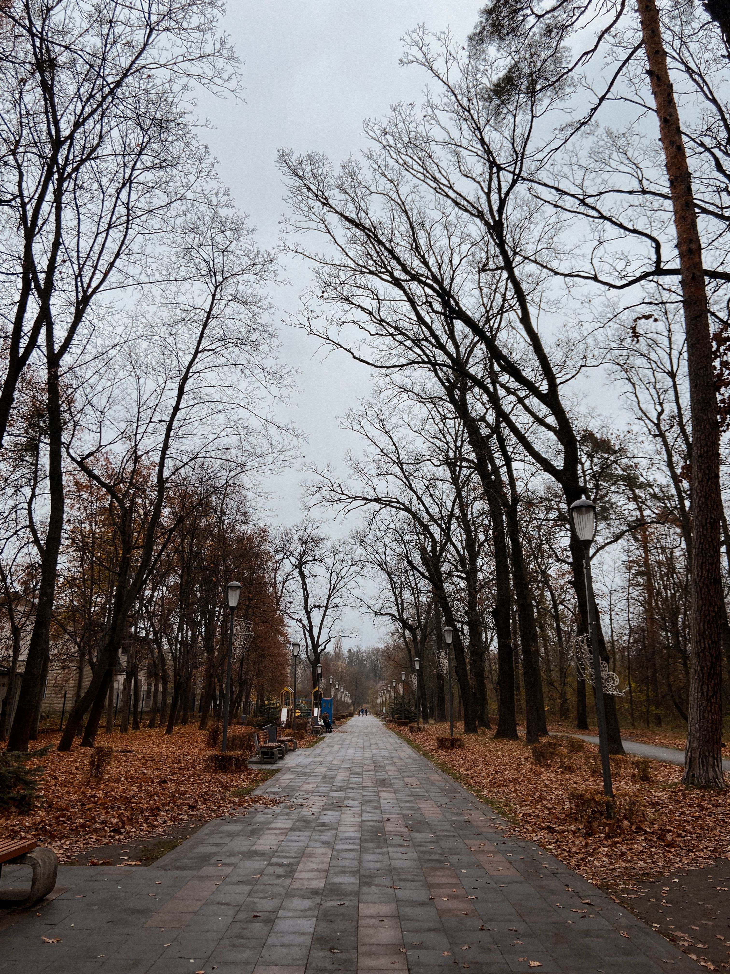 Scenic Autumn Pathway in Leafless Park · Free Stock Photo