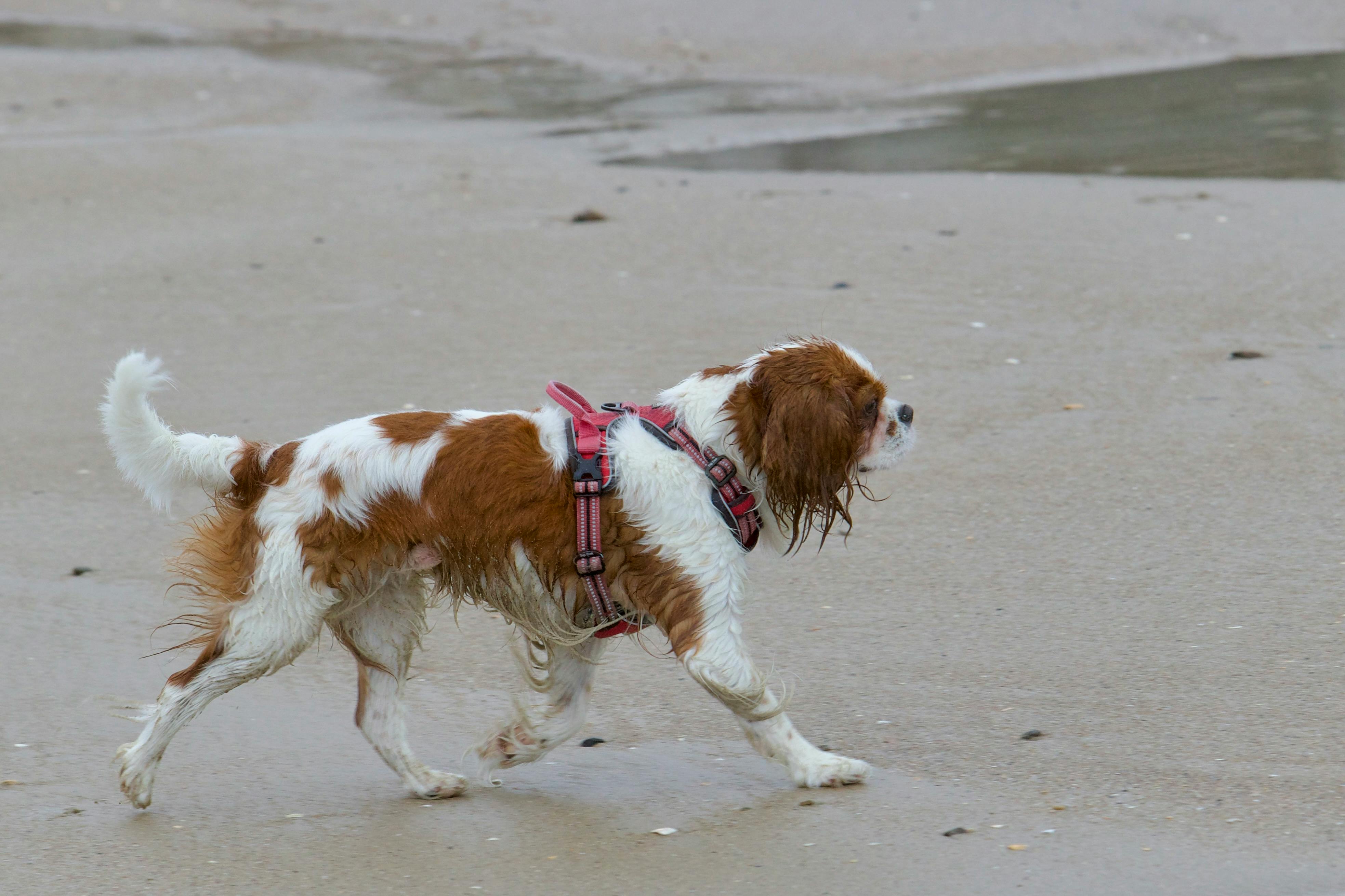 English Toy Spaniel