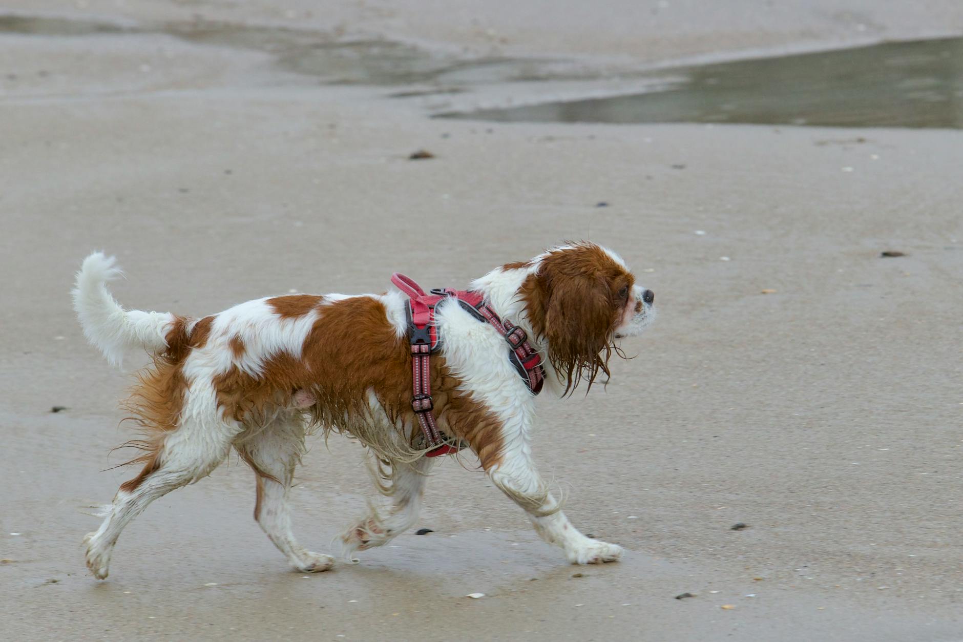 English Toy Spaniel
