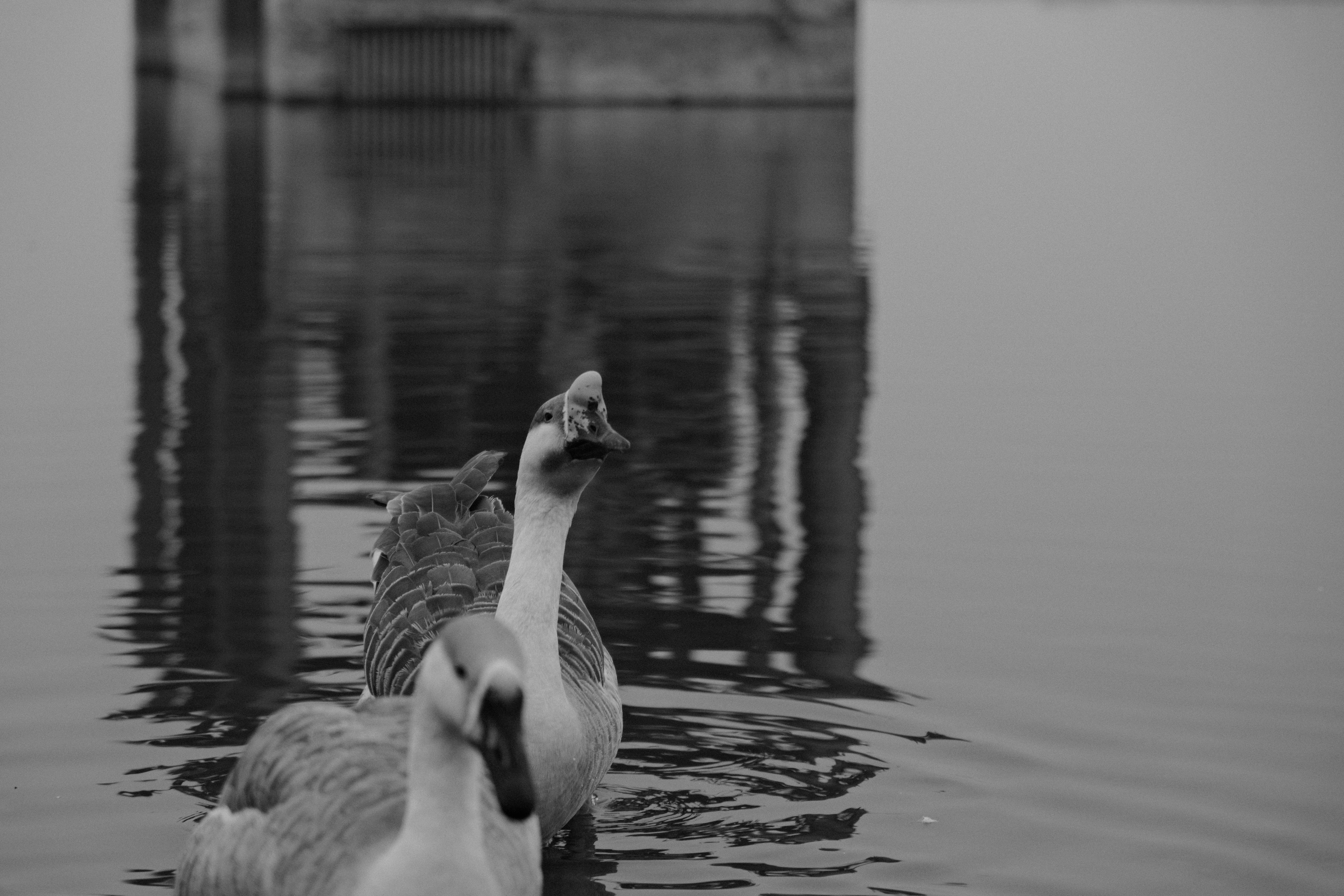 Building Your Own Backyard Pond