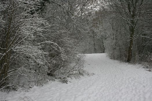 A tranquil forest path covered in snow during winter creates a serene scene.