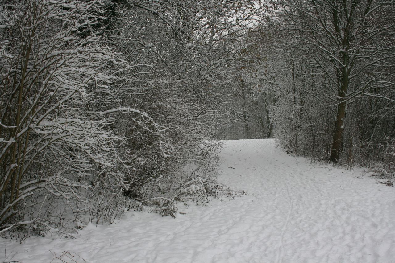 a tranquil forest path covered in snow during winter creates a serene