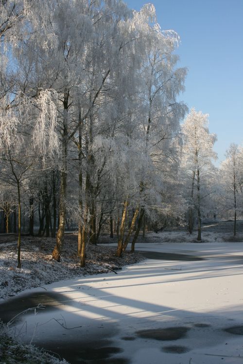 Free Serene winter scene with snow-laden trees and frozen river. Stock Photo