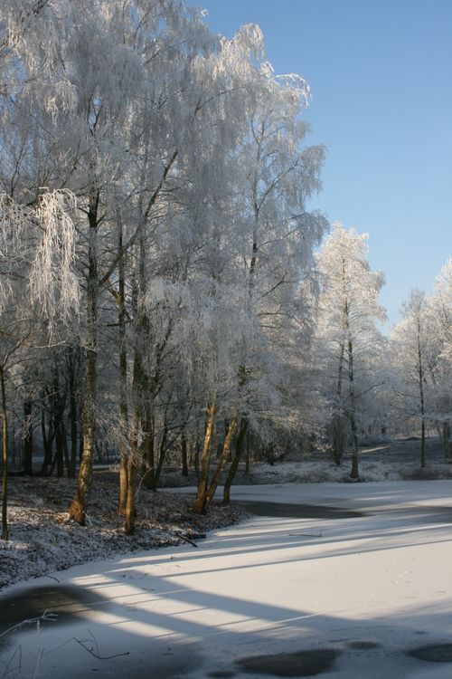 Serene Winter Landscape with Frosted Trees · Free Stock Photo