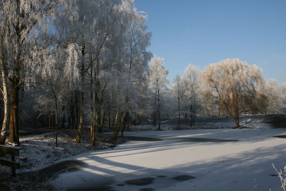 Serene Winter Landscape with Frosty Trees · Free Stock Photo