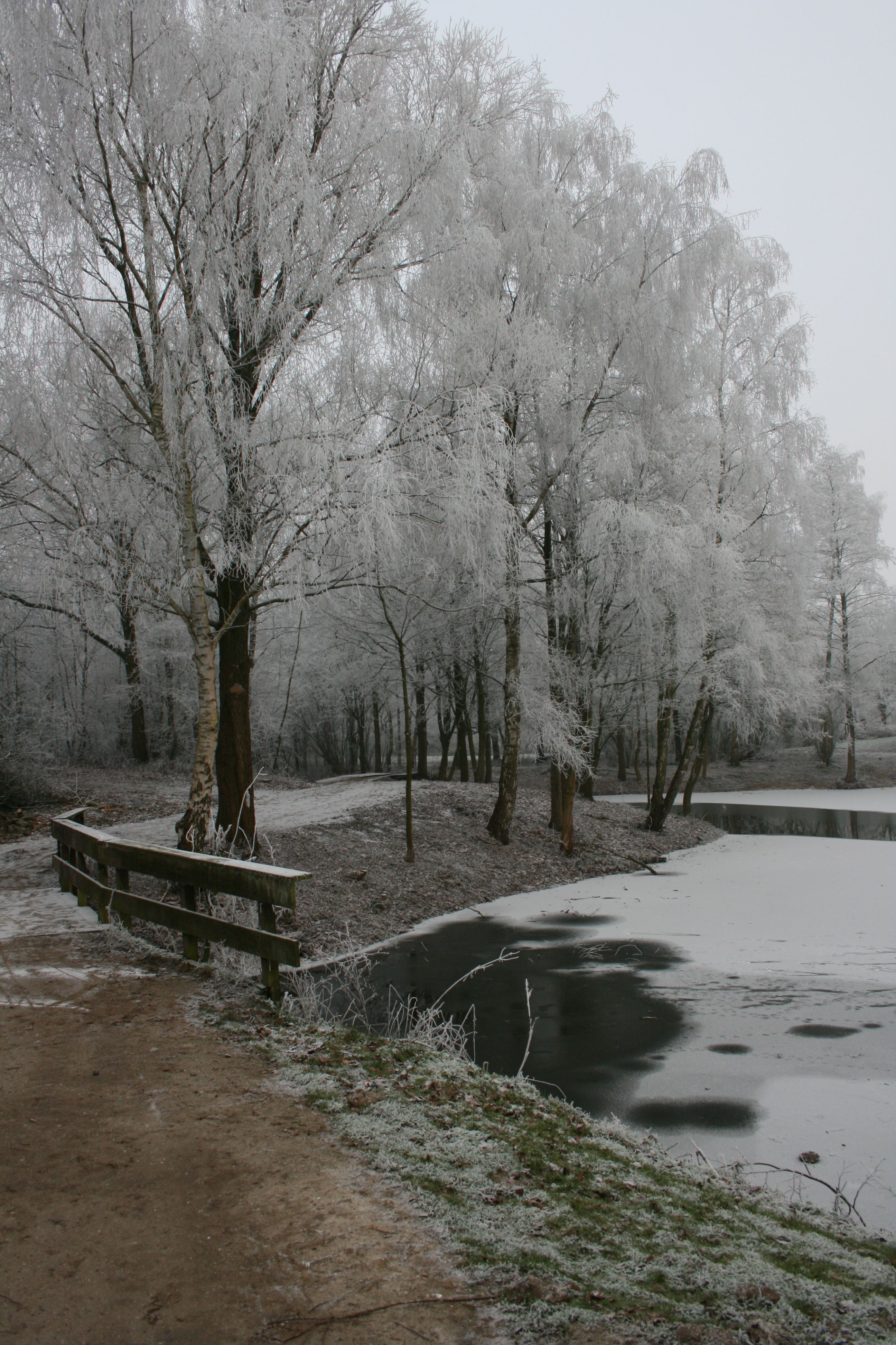 Serene Winter Landscape with Frosted Trees and Frozen Pond · Free Stock ...