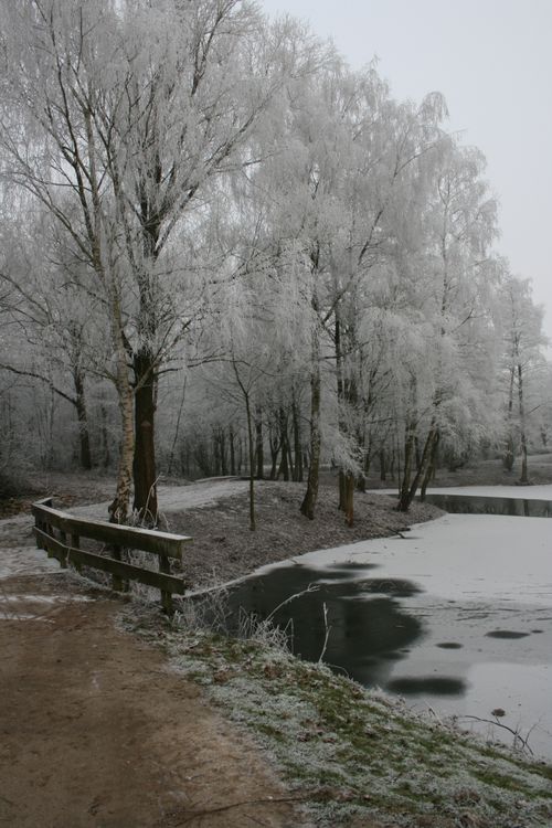 Serene Winter Landscape with Frosted Trees and Frozen Pond · Free Stock ...