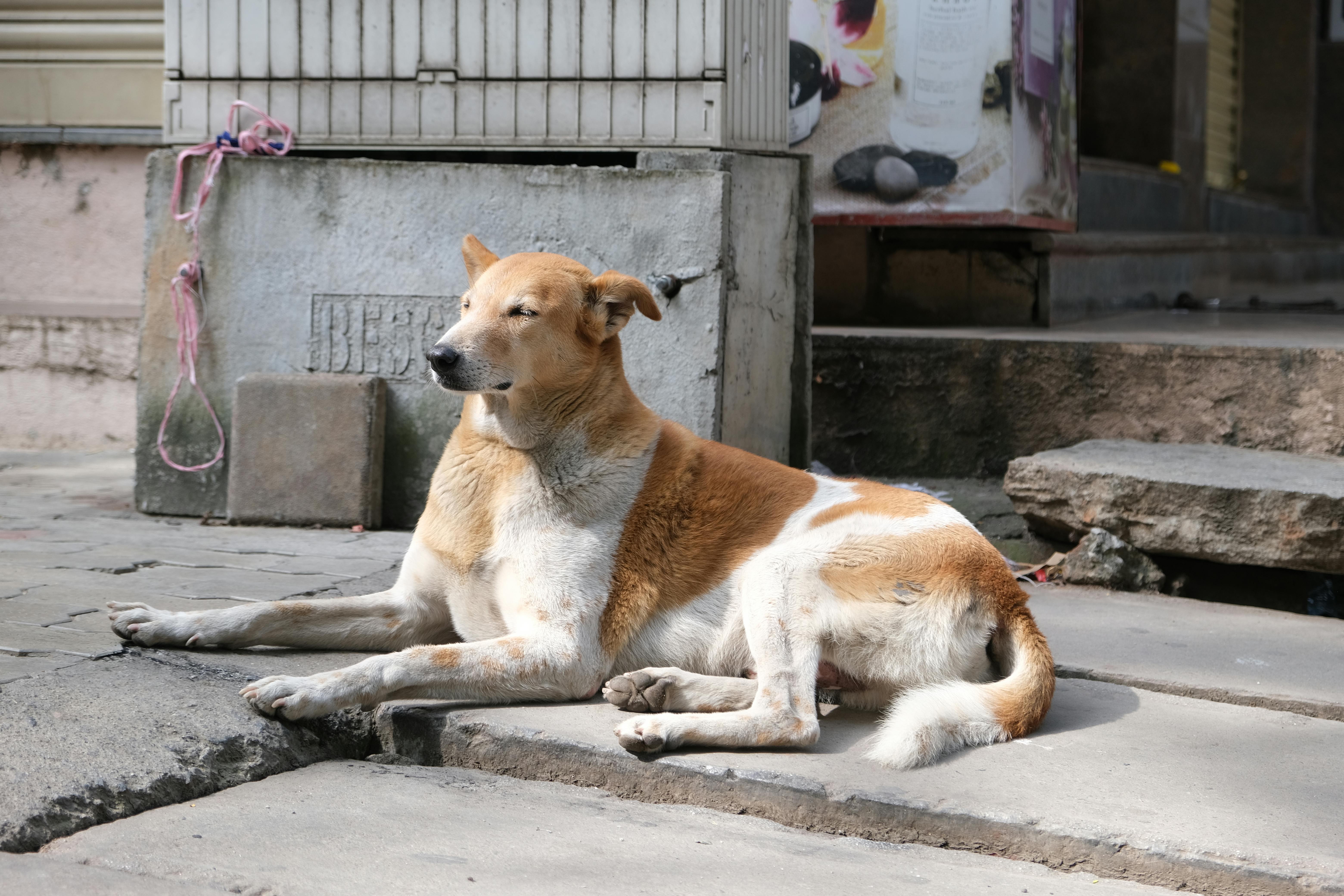 A stray dog basks in the sun on a street in Bengaluru, India.