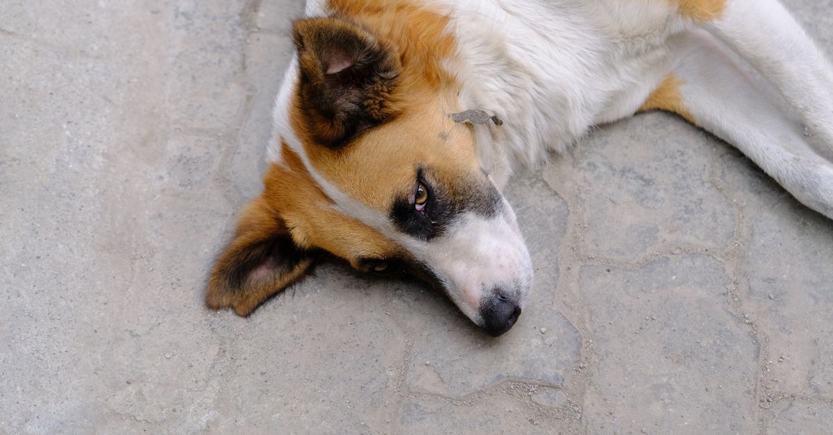 Bhutan Achieves Milestone: Eliminates Dog-Transmitted Rabies