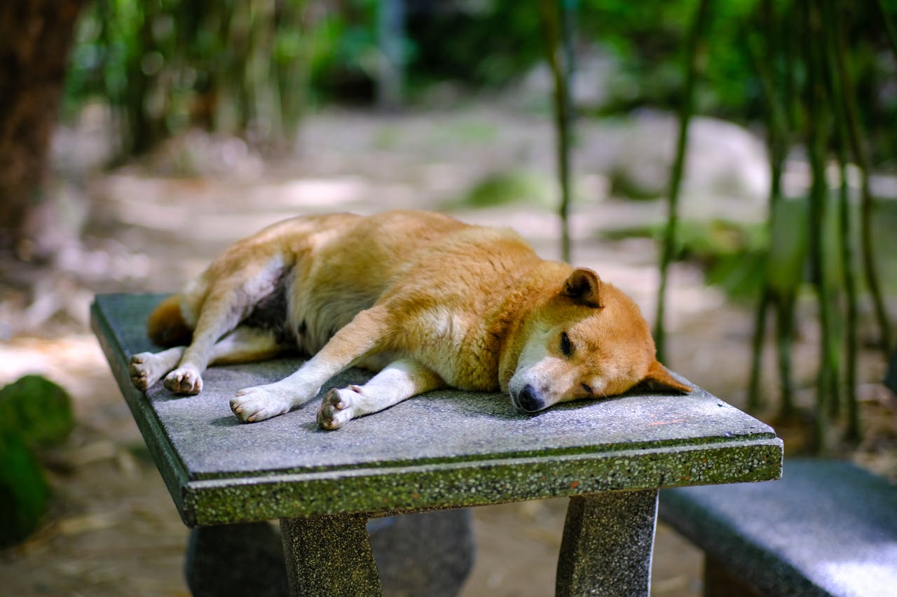 Người thầy của tỉnh thức và thương yêu | Lời nói đầu