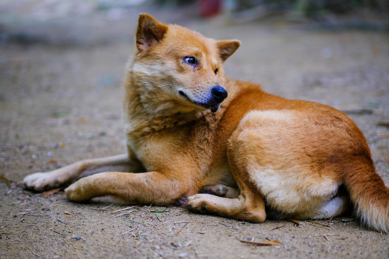 Bụt là hình hài, Bụt là tâm thức | Chương 03