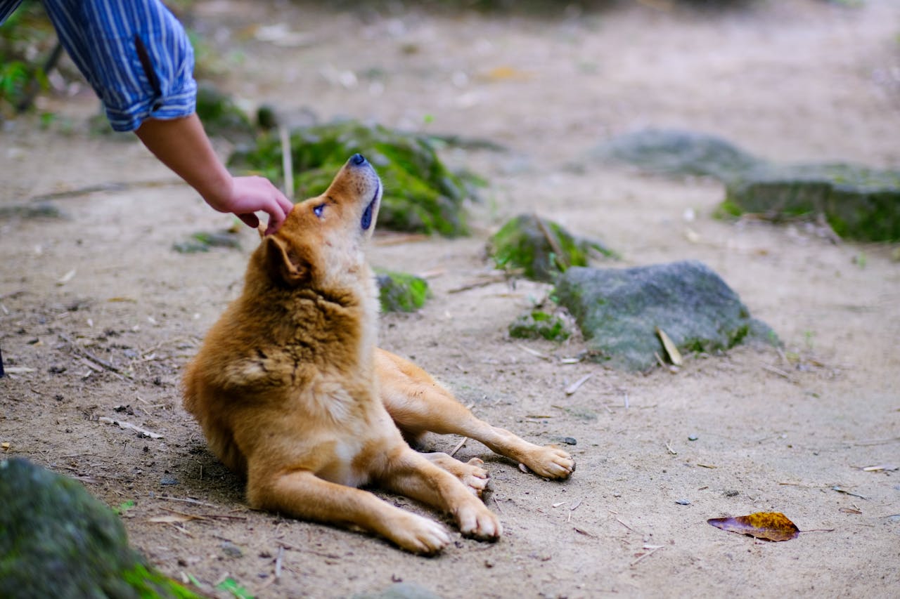 Không diệt không sinh không sợ hãi | Chương 04