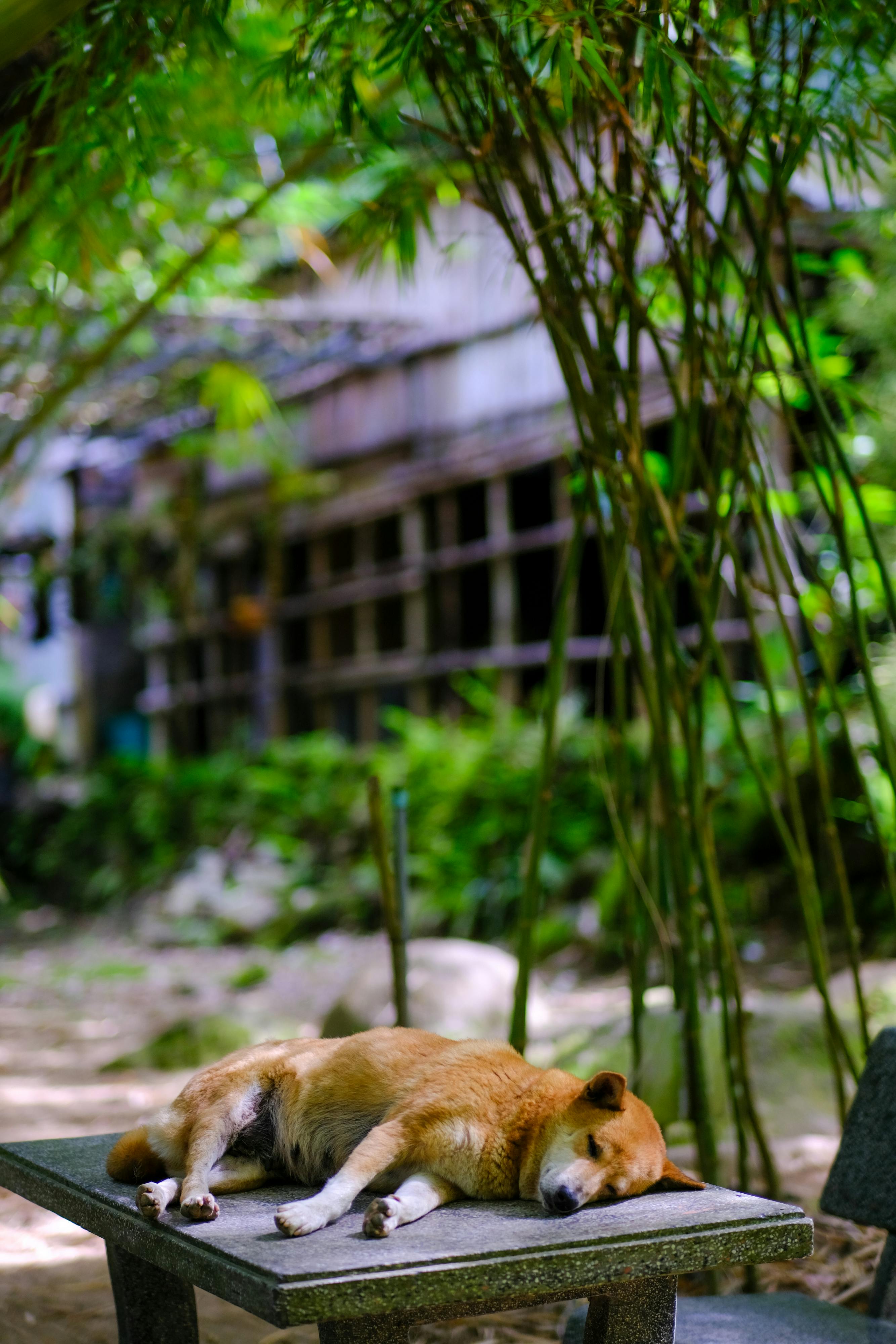 Đường xưa mây trắng | Chương 34 475 – thu vien, van hoc, van hoc viet nam, doan van, ton giao, phat giao, thien van, thuc hanh ton giao, thich nhat hanh, duong xua may trang, duong xua may trang chuong 35, duong xua may trang 35.